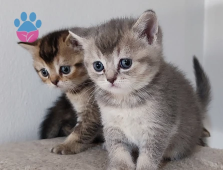 Ücretsiz Safkan golden yavrular