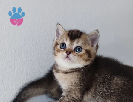 Ücretsiz Safkan golden yavrular