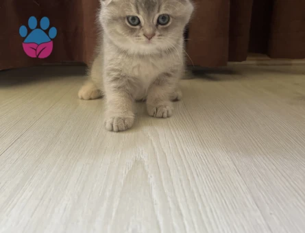 2 aylık harika güzellikte yavrular