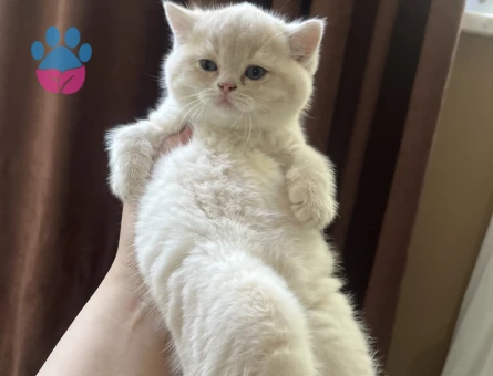 2 aylık harika güzellikte yavrular