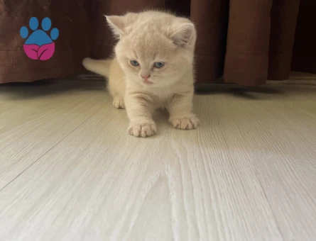 2 aylık harika güzellikte yavrular