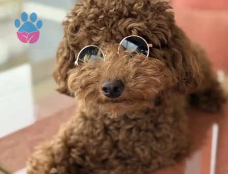 Toy Poodle 1 Yaşında Yuva Arıyor