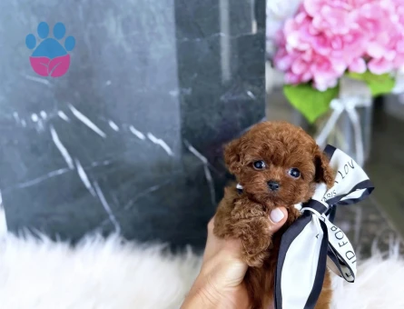 Mini Boy Sevimli Toy Poodle Bebekler - 4764