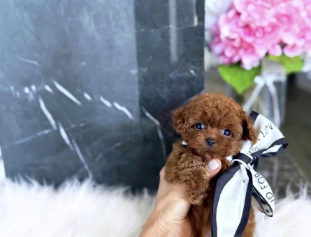 Mini Boy Sevimli Toy Poodle Bebekler - 4764