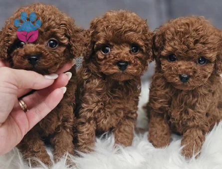 Mini Boy Sevimli Toy Poodle Bebekler