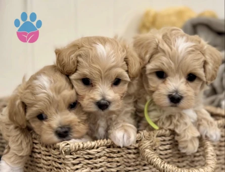 Maltipoo Mini Sevimli Bebekler