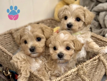 Maltipoo Mini Sevimli Bebekler