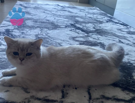 British Shorthair 1 Yaşında Dişi - 118984324