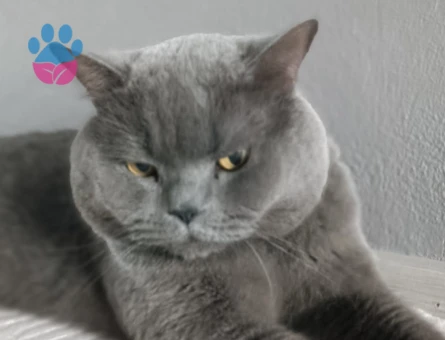 3 Yaşında British Shorthair Kedim Eş Arıyor