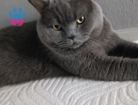 3 Yaşında British Shorthair Kedim Eş Arıyor