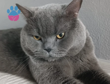 3 Yaşında British Shorthair Kedim Eş Arıyor