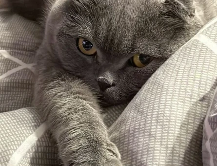 3 Yaşında British Shorthair Kedim Eş Arıyor - 4768