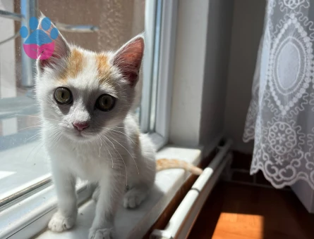 İlk günden alışan, sevgi sahibi minik Şanslı