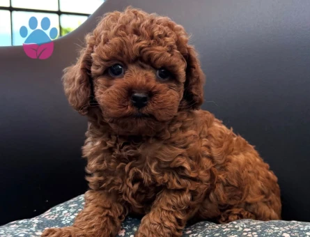 MİNİ BOY TOY POODLE YAVRULAR