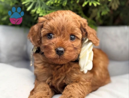 MİNİ BOY TOY POODLE YAVRULAR