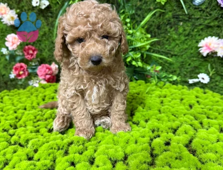 EVİNİZİN BEBEĞİ TOY POODLE YAVRULAR