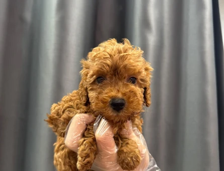 MİNYATÜR POODLE YAVRULAR - 4774