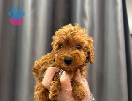 MİNYATÜR POODLE YAVRULAR