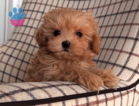 EVİNİZİN BEBEĞİ MALTİPOO YAVRULARI