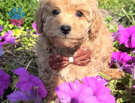 MİNİ MİNİ MALTİPOO YAVRULAR
