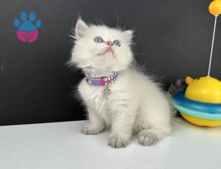 British Longhair Bluepoint Ay12 Dişi