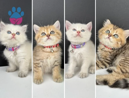 British Shorthair Golden Erkek