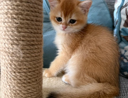 Golden brithis shorthair