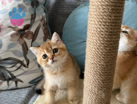 Golden brithis shorthair