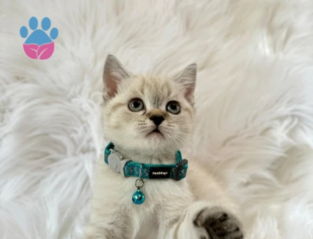 British Shorthair Lynx Point 2 Aylık Erkek