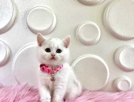 British Shorthair Beyaz Dişi Yavrumuz Yuva Arıyor.