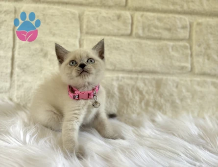 2 Aylık British Shorthair Bluepoint