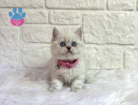 British Shorthair Koca Kafa Silver Point