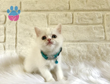 British Shorthair Beyaz Erkek Yavru