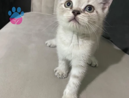 British  shorthair blue point Dişi