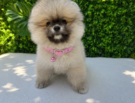 Orijinal Teddy Face Pomeranian Boo Dişi | Premium Kalite | Ruhsatlı Üretim - 5793
