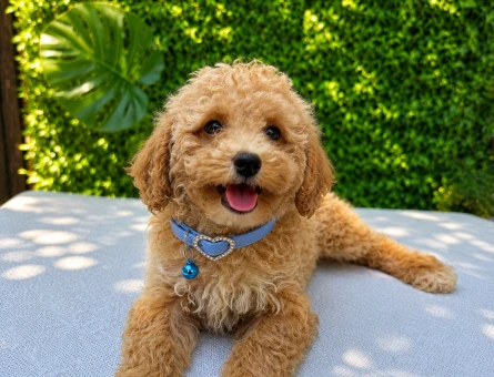 Premium Apricot Maltipoo Yavru | Ruhsatlı Üretim | Sağlık ve Irk Garantili - 5794
