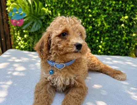 Premium Apricot Maltipoo Yavru | Ruhsatlı Üretim | Sağlık ve Irk Garantili