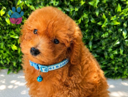 Premium Kore Toy Poodle Apricot Yavru | Ruhsatlı Üretim | Sağlık ve Irk Garantili - 5795