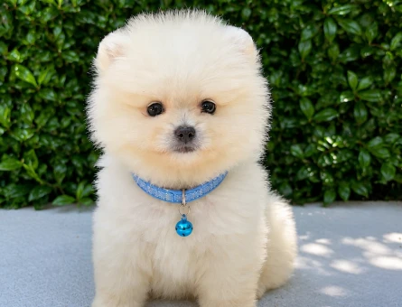 Safkan Pomeranian Boo | Premium Snow White | Ruhsatlı Üretim - 5796