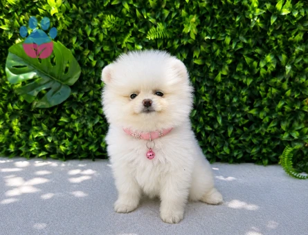 Safkan Snow White Pomeranian Boo | Premium Dişi Yavru | Ruhsatlı Üretim