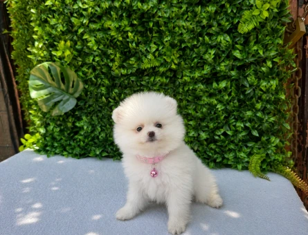 Safkan Snow White Pomeranian Boo | Premium Dişi Yavru | Ruhsatlı Üretim - 5797
