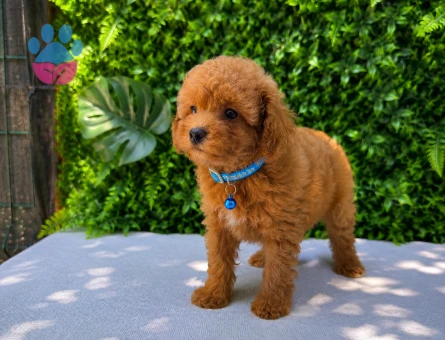 * Premium Apricot Toy Poodle Yavru | Ruhsatlı Üretim | Sağlık ve Irk Garantili - 5800