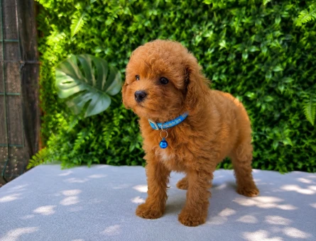 * Premium Apricot Toy Poodle Yavru | Ruhsatlı Üretim | Sağlık ve Irk Garantili - 5800