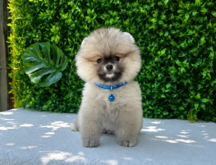 Teddy Face Pomeranian Boo Yavru | Ruhsatlı Üretim | Sağlık ve Irk Garantili - 5801