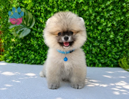 Teddy Face Pomeranian Boo Yavru | Ruhsatlı Üretim | Sağlık ve Irk Garantili