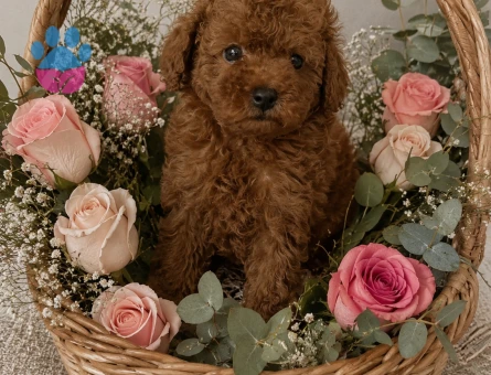 Redbrown toy poodle yavrular - 5803
