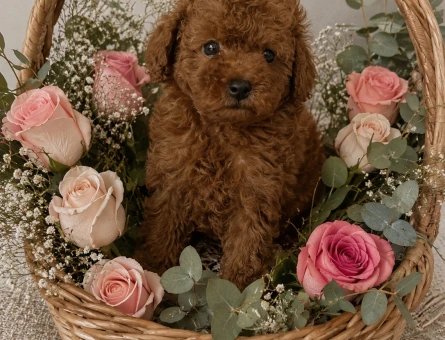 Redbrown toy poodle yavrular - 5803