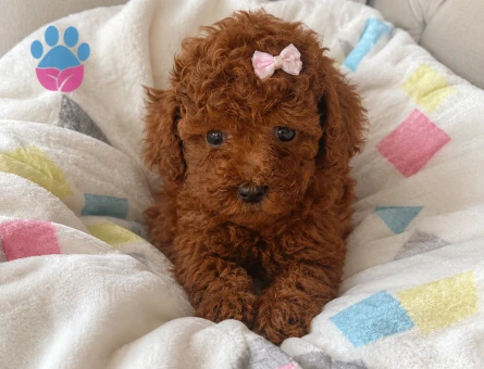 Küçük boyut poodle yavrular