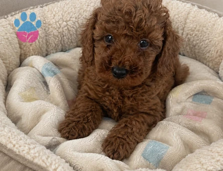 Küçük boyut poodle yavrular