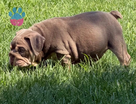 Egzotic İngiliz buldog çok şeker yavrular